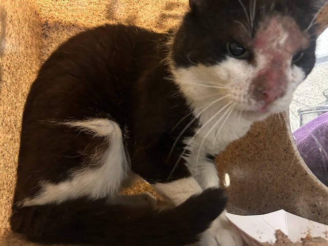 Shelter Stray Male Cat last seen Near BLOCK HELIX ST, JURUPA VALLEY CA 92509, 6851 Van Buren Boulevard, Jurupa Valley, CA 92509, USA