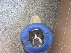 Shelter Stray Female Dog last seen , 2769 Conroy Rd, Orlando, FL 32839, USA
