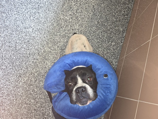 Shelter Stray Female Dog last seen , 2769 Conroy Rd, Orlando, FL 32839, USA