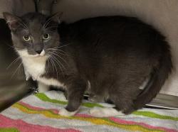 Shelter Stray Male Cat last seen Near BLOCK SLAUGHTER RD, 4950 SW Triana Blvd, Huntsville, AL 35805, USA