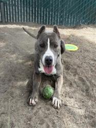 Shelter Stray Female Dog last seen KNOX AND VIENNA, 333 Chandler Pl, San Bernardino, CA 92408, USA