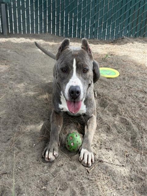 Shelter Stray Female Dog last seen KNOX AND VIENNA, 333 Chandler Pl, San Bernardino, CA 92408, USA