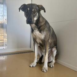 Shelter Stray Female Dog last seen Near BLOCK E HIGHLAND AVE, 333 Chandler Pl, San Bernardino, CA 92408, USA