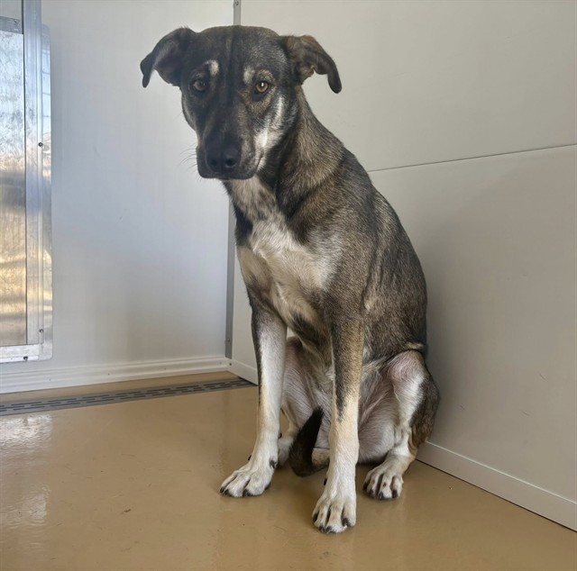 Shelter Stray Female Dog last seen Near BLOCK E HIGHLAND AVE, 333 Chandler Pl, San Bernardino, CA 92408, USA
