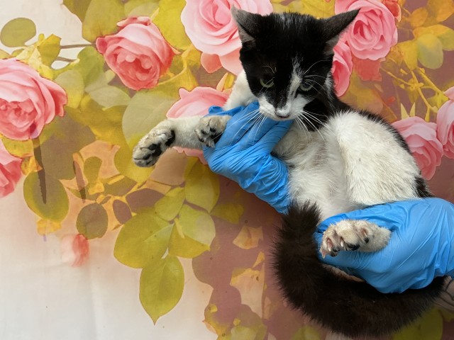 Shelter Stray Female Cat last seen WILLOW AND MIRAMOUNT, 333 Chandler Pl, San Bernardino, CA 92408, USA