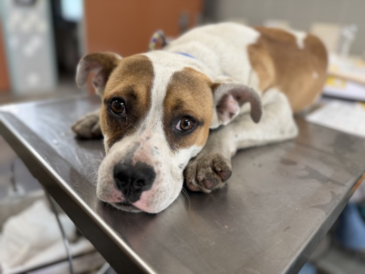 Shelter Stray Male Dog last seen , 957 N Gaffey St, San Pedro, CA 90731, USA