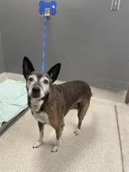 Shelter Stray Female Dog last seen Near BLOCK L W BARFIELD RD, TALLAHASSEE FL 32310, 1125 Easterwood Dr, Tallahassee, FL 32311, USA