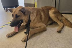Shelter Stray Male Dog last seen , 957 N Gaffey St, San Pedro, CA 90731, USA