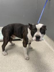 Shelter Stray Male Dog last seen Near BLOCK L W BARFIELD RD, TALLAHASSEE FL 32310, 1125 Easterwood Dr, Tallahassee, FL 32311, USA