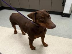 Shelter Stray Female Dog last seen , 14409 Vanowen St, Van Nuys, CA 91405, USA