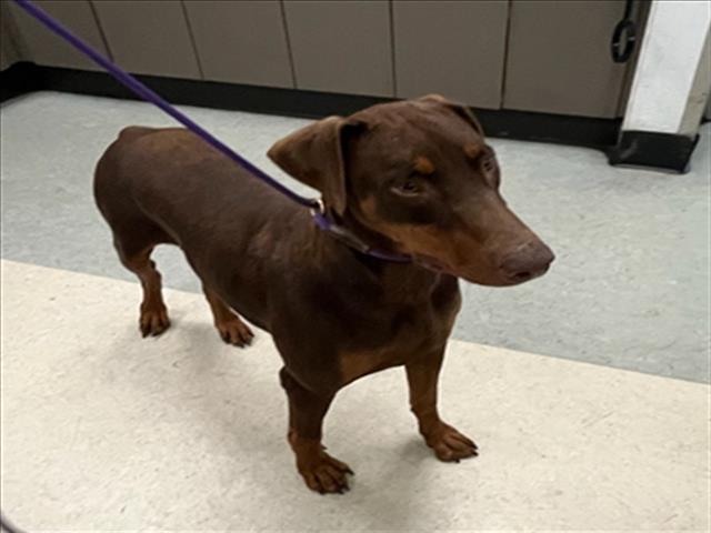 Shelter Stray Female Dog last seen , 14409 Vanowen St, Van Nuys, CA 91405, USA