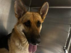 Shelter Stray Male Dog last seen , 14409 Vanowen St, Van Nuys, CA 91405, USA
