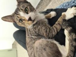 Shelter Stray Male Cat last seen Near BLOCK COLLINGWOOD ST, DETROIT MI 48206, 7401 Chrysler Dr, Detroit, MI 48211, USA
