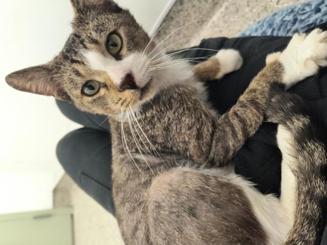 Shelter Stray Male Cat last seen Near BLOCK COLLINGWOOD ST, DETROIT MI 48206, 7401 Chrysler Dr, Detroit, MI 48211, USA