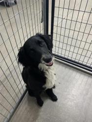 Shelter Stray Female Dog last seen Near BLOCK E OLIVE AVE, FRESNO CA 93702 1429, 5277 E Airways Blvd, Fresno, CA 93727, USA