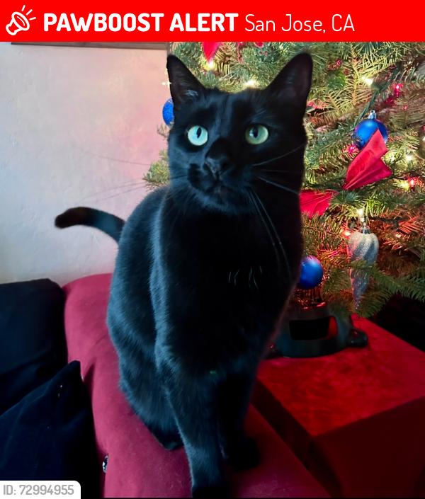 Lost Female Cat last seen Piedmont and Sierra, San Jose, CA 95132