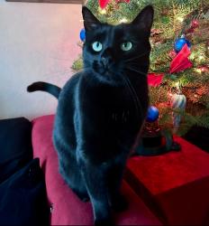 Lost Female Cat last seen Piedmont and Sierra, San Jose, CA 95132