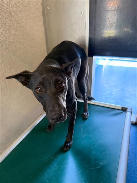 Shelter Stray Female Dog last seen UNIVERSITY PARK BAKERSFIELD, 201 S Mt Vernon Ave, Bakersfield, CA 93307, USA