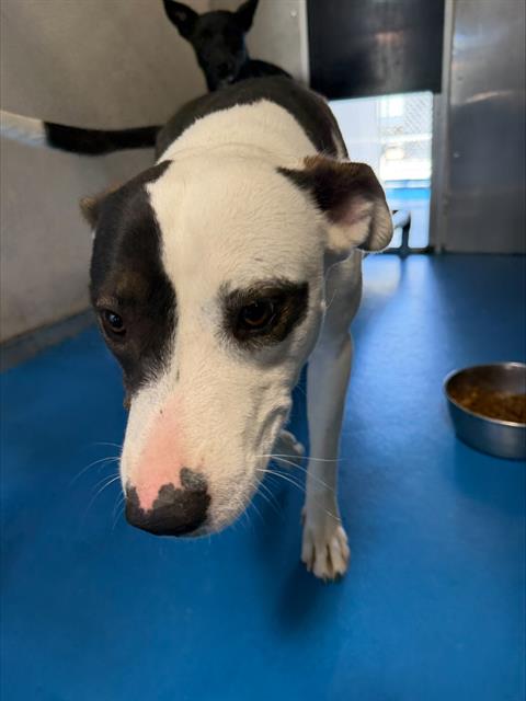 Shelter Stray Female Dog last seen UNIVERSITY PARK BAKERSFIELD, 201 S Mt Vernon Ave, Bakersfield, CA 93307, USA