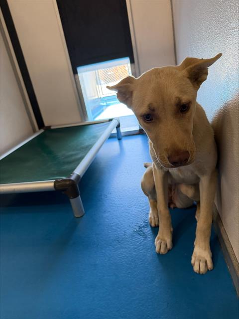 Shelter Stray Female Dog last seen SHATTUCK, BAKERSFIELD, 201 S Mt Vernon Ave, Bakersfield, CA 93307, USA