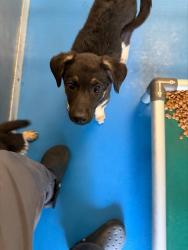 Shelter Stray Female Dog last seen FAIRFAX BAKERSFIELD, 201 S Mt Vernon Ave, Bakersfield, CA 93307, USA