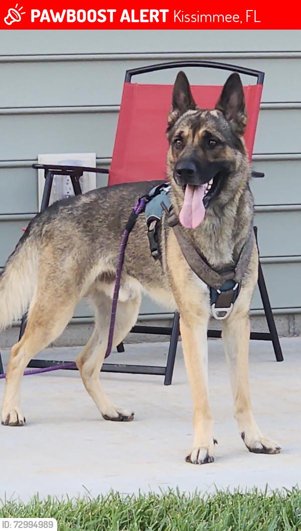 Lost Male Dog last seen Kissimmee, Kissimmee, FL 34744