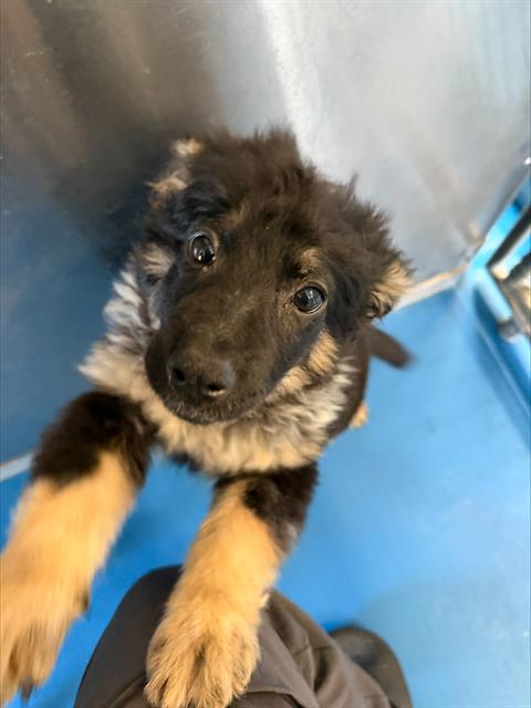 Shelter Stray Female Dog last seen FAIRFAX BAKERSFILD, 201 S Mt Vernon Ave, Bakersfield, CA 93307, USA