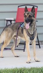 Lost Male Dog last seen Kissimmee, Kissimmee, FL 34744