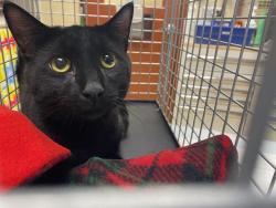 Shelter Stray Male Cat last seen , 3839 W Burnham St, West Milwaukee, WI 53215, USA