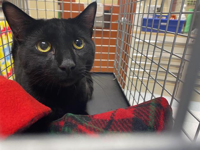 Shelter Stray Male Cat last seen , 3839 W Burnham St, West Milwaukee, WI 53215, USA