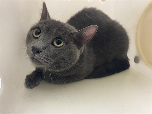 Shelter Stray Female Cat last seen Near BLOCK N 25TH ST, 3839 W Burnham St, West Milwaukee, WI 53215, USA