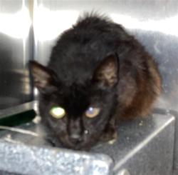 Shelter Stray Female Cat last seen Near BLK LOCUST AVE. LONG BEACH CA 90813, 7700 E Spring St, Long Beach, CA 90815, USA