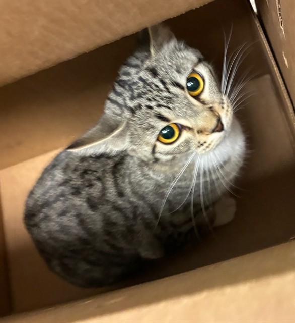 Shelter Stray Female Cat last seen 136TH AND HOLLY, 12155 Park Blvd, Brighton, CO 80601, USA
