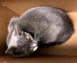 Shelter Stray Female Cat last seen 136TH AND HOLLY, 12155 Park Blvd, Brighton, CO 80601, USA