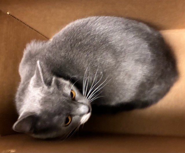 Shelter Stray Female Cat last seen 136TH AND HOLLY, 12155 Park Blvd, Brighton, CO 80601, USA