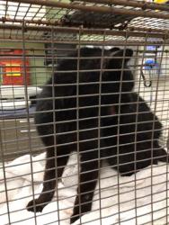 Shelter Stray Male Cat last seen Near BLOCK E 71ST AVE, 12155 Park Blvd, Brighton, CO 80601, USA