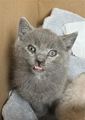Shelter Stray Male Cat last seen HAVENPARKE WAY & TERRAVIEW ST, 2127 Front St, Sacramento, CA 95818, USA