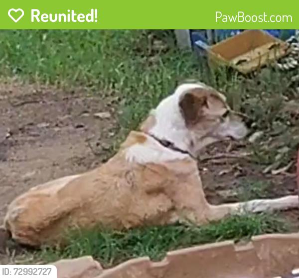 Reunited Female Dog last seen Near Flagstone Dr, Fort Worth, TX 76114, USA, Fort Worth, TX 76114