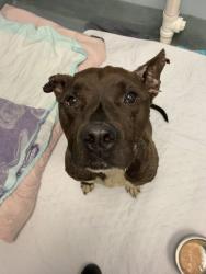 Reunited Male Dog last seen Midlothian tpk, Richmond, VA 23224