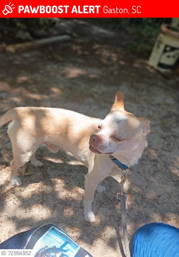 Lost Male Dog last seen Near Bismarck Dr Gaston , Gaston, SC 29053