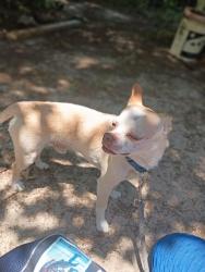 Lost Male Dog last seen Near Bismarck Dr Gaston , Gaston, SC 29053