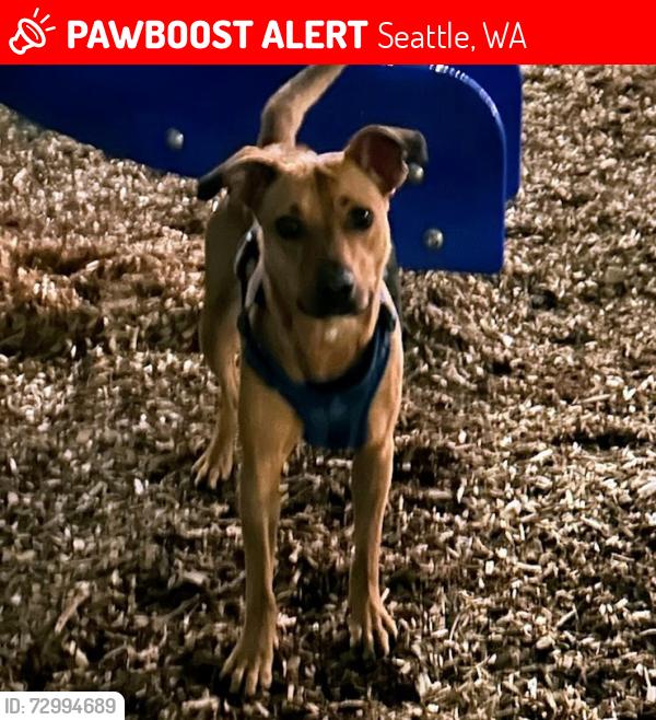 Lost Female Dog last seen Near ne 125th street seattle washington 98125, Seattle, WA 98125