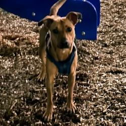 Lost Female Dog last seen Near ne 125th street seattle washington 98125, Seattle, WA 98125
