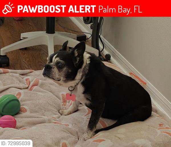 Lost Female Dog last seen Hammock Landing , Palm Bay, FL 32907