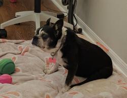 Lost Female Dog last seen Hammock Landing , Palm Bay, FL 32907