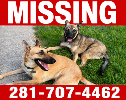 Lost Male Dog last seen pruett & grantham, Baytown, TX 77521