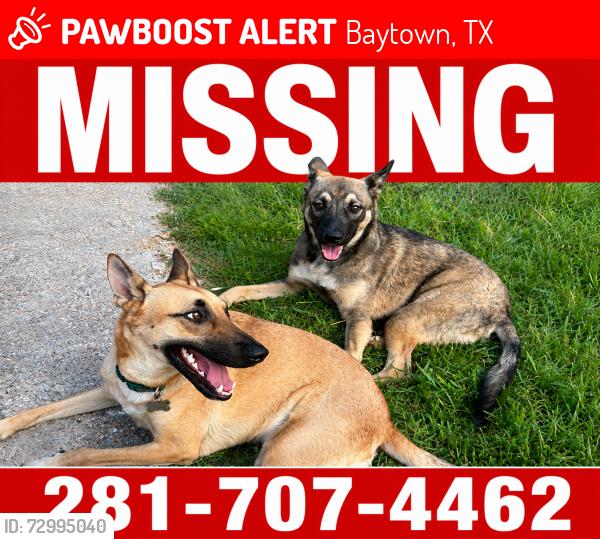 Lost Male Dog last seen pruett & grantham, Baytown, TX 77521