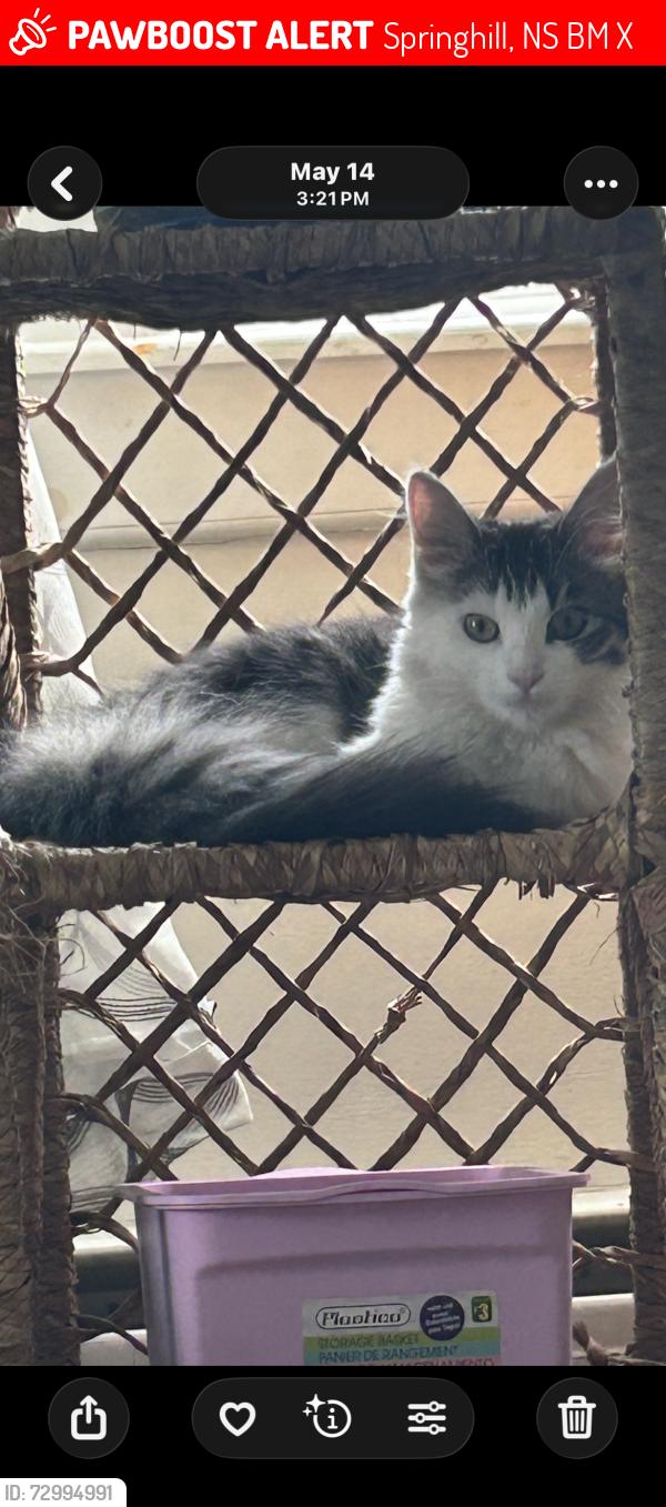 Lost Female Cat last seen Corner and hse next to subway., Springhill, NS B0M 1X0