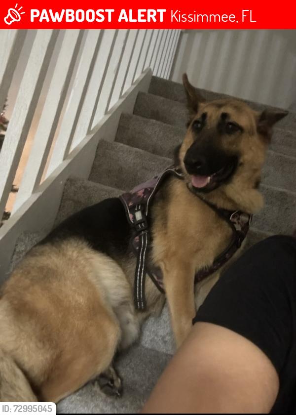 Lost Female Dog last seen Kissimmee, Kissimmee, FL 34744