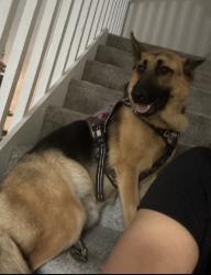 Lost Female Dog last seen Kissimmee, Kissimmee, FL 34744